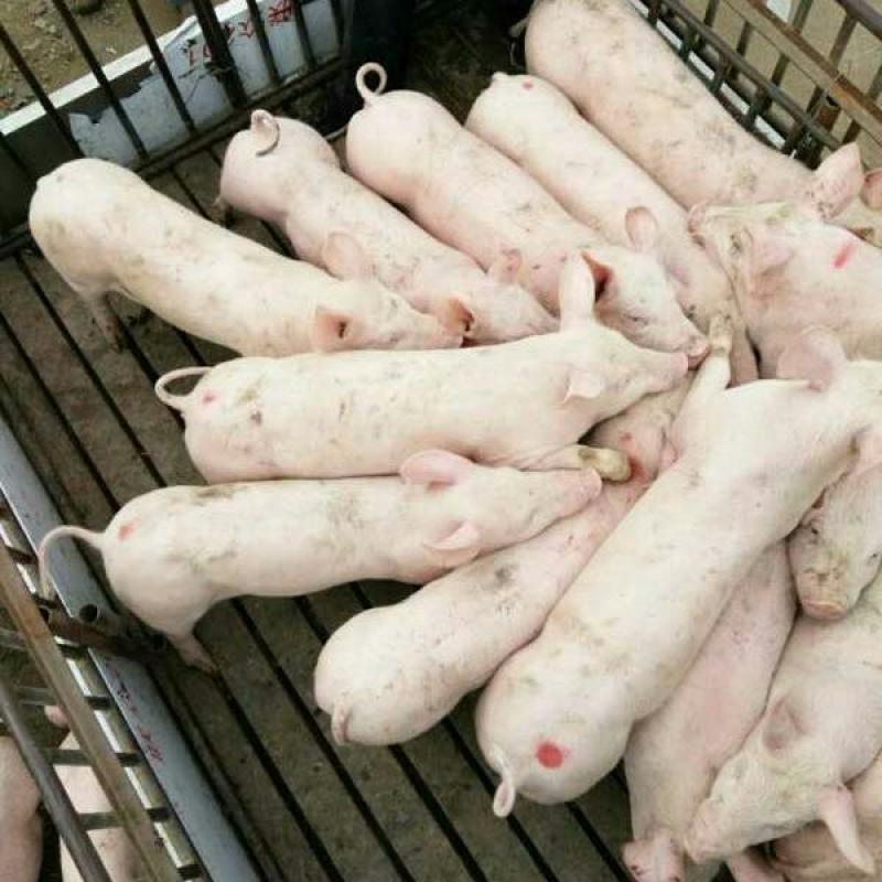 江苏猪场备案车免费送猪【猪到付款健康第一防疫检疫齐全】
