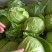 大棚甘蓝包菜现已大量上市！质量好、代发全国