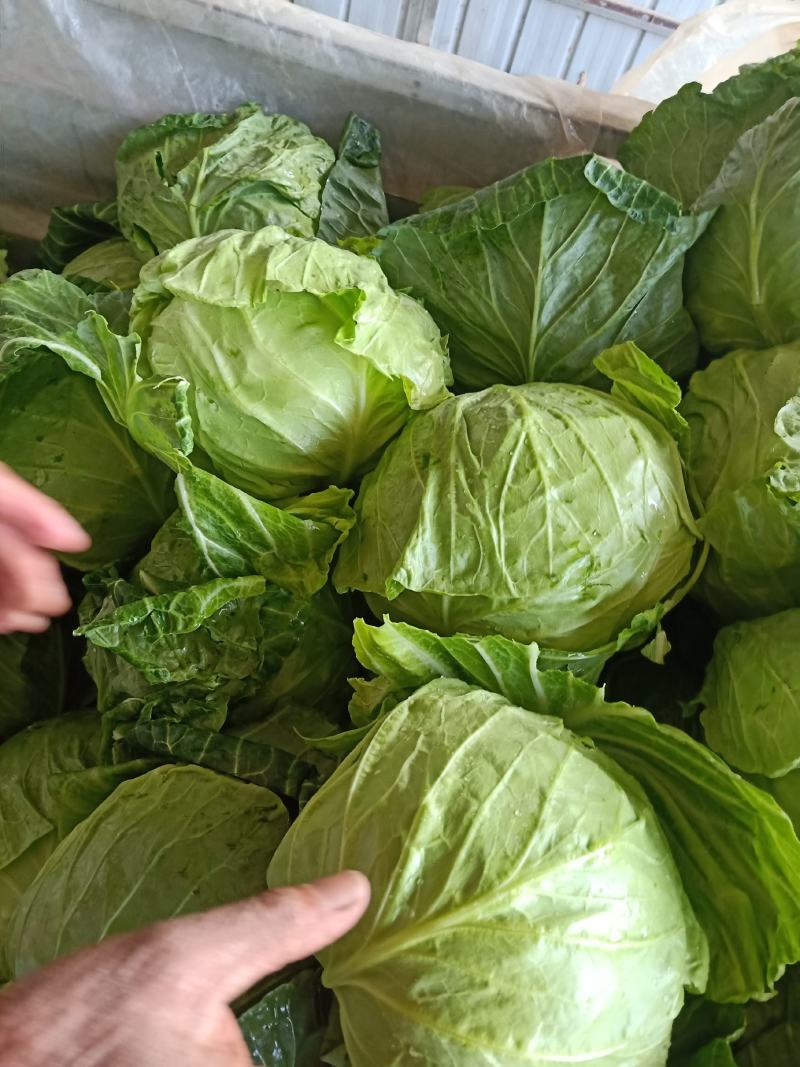 大棚甘蓝包菜现已大量上市！质量好、代发全国