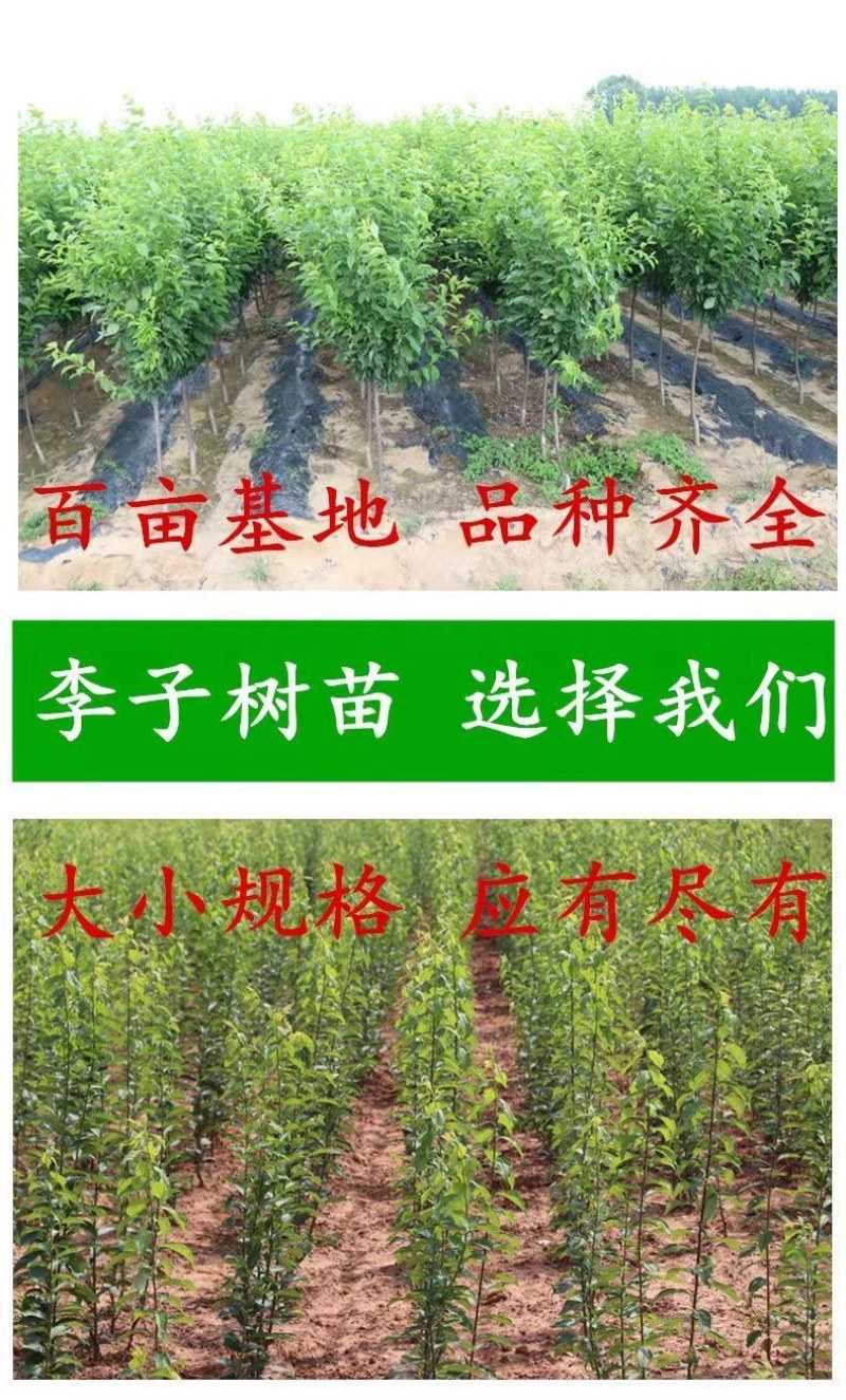 蜂糖李子树苗嫁接李子苗盆栽地栽南北方种植当年结果树苗