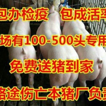 江苏猪场备案车免费送猪【猪到付款健康第一防疫检疫齐全】