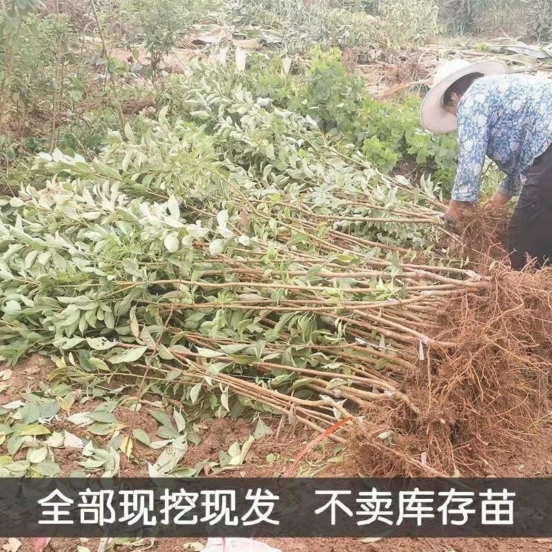 黑巨王李子嫁接苗盆栽地栽李子树苗南北方种植当年结果李子苗