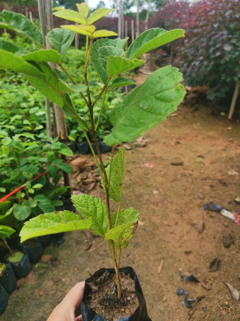 黄花多花风铃木黄花多花风铃木