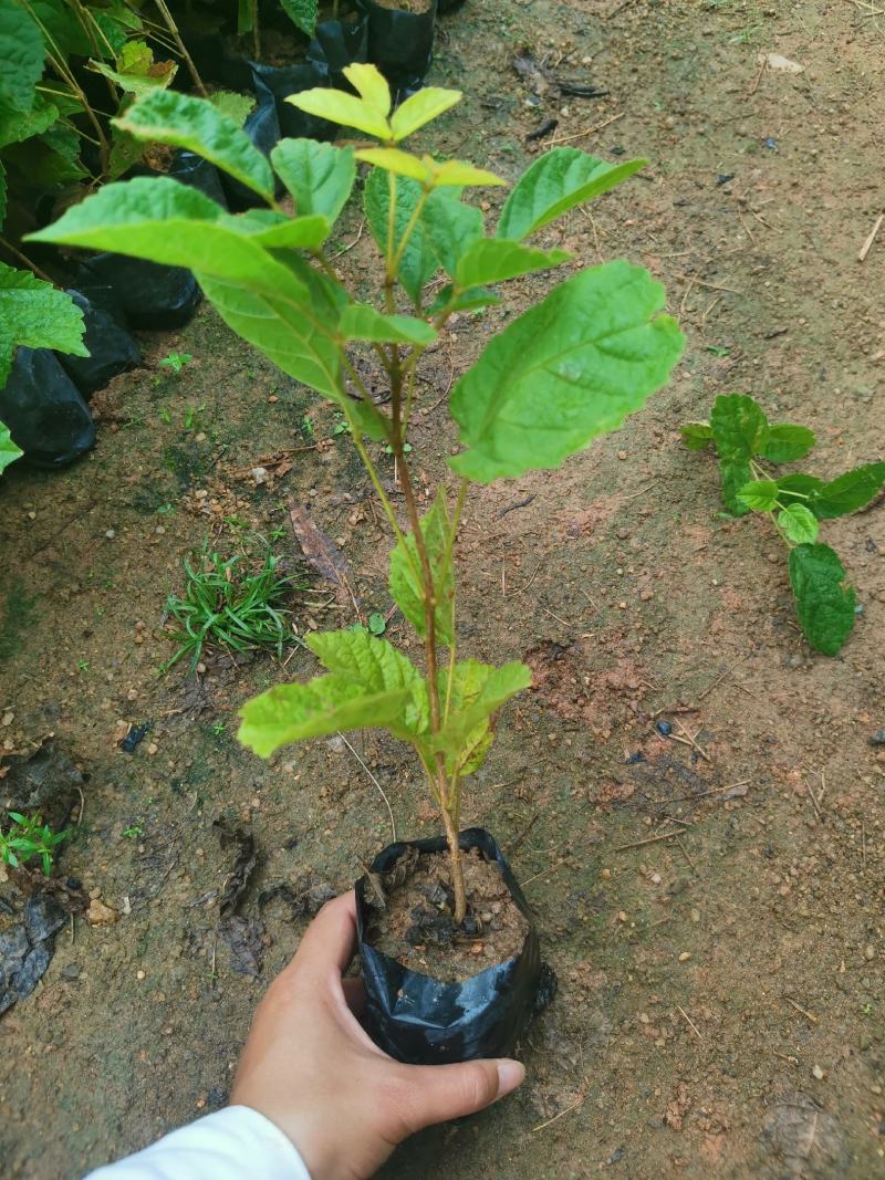 黄花多花风铃木黄花多花风铃木
