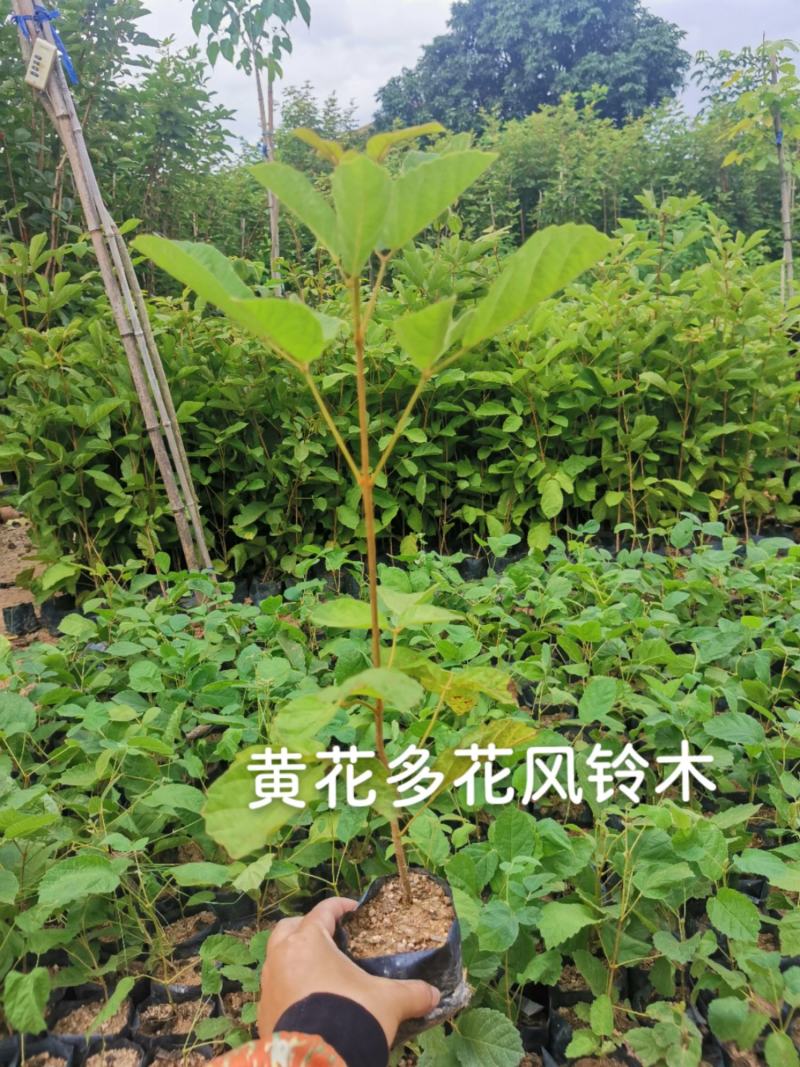 黄花多花风铃木黄花多花风铃木