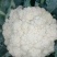 有机花菜小米粒、青梗白面乳白色产地供应。货源充足全国代发