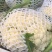 有机花菜小米粒、青梗白面乳白色产地供应。货源充足全国代发