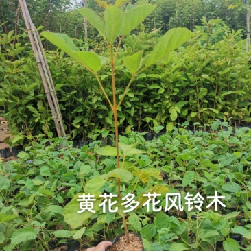 黄花多花风铃木黄花多花风铃木