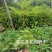 黄花多花风铃木黄花多花风铃木