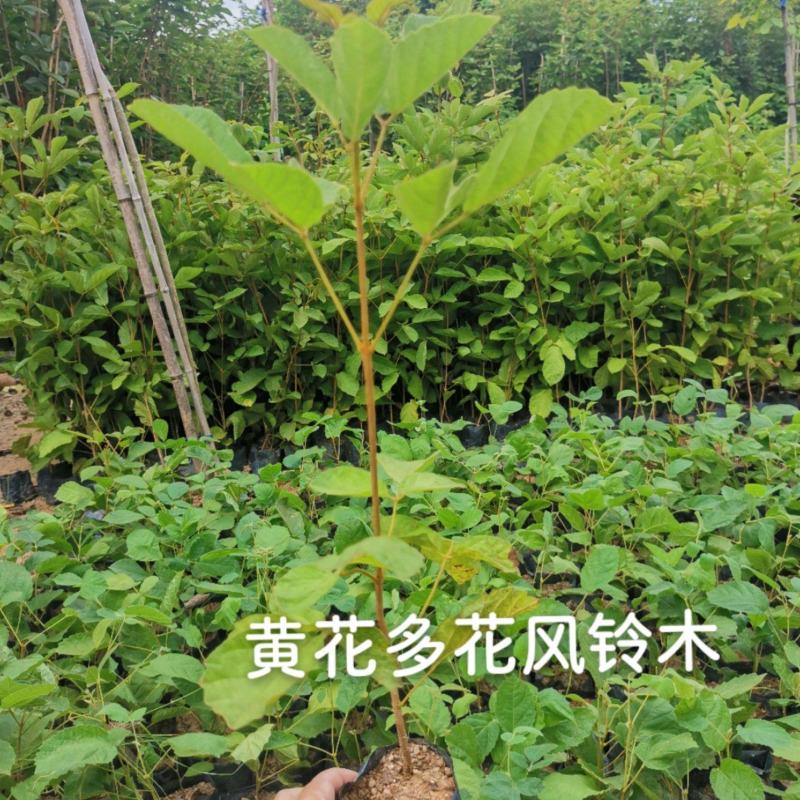 黄花多花风铃木黄花多花风铃木