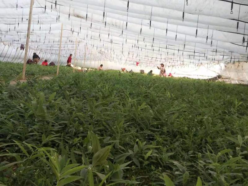 黄精苗川黄精四川不倒苗种苗产地云南昆明。
