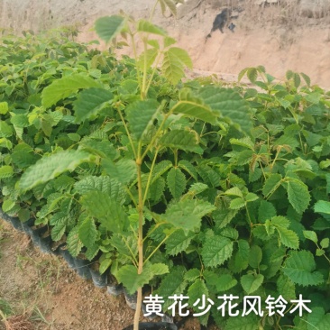 黄花少花风铃木黄花少花风铃木