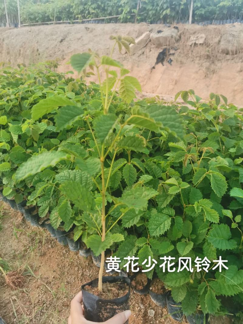 黄花少花风铃木黄花少花风铃木