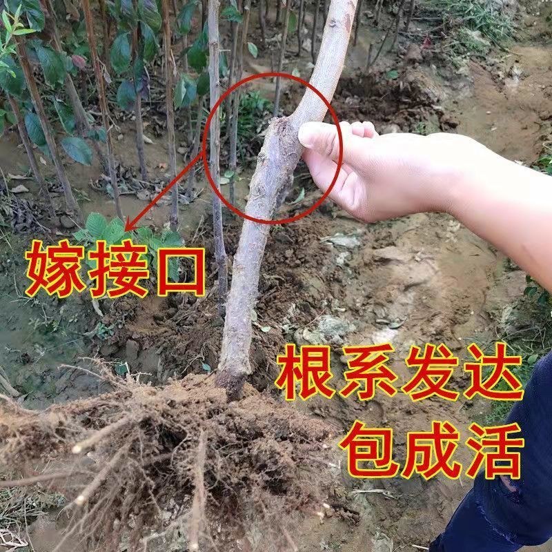 美人醉李子树苗嫁接李子苗盆栽地栽南北方种植当年结果果树苗