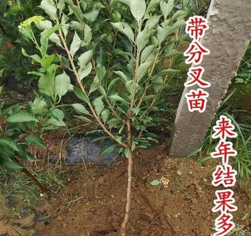 美人醉李子树苗嫁接李子苗盆栽地栽南北方种植当年结果果树苗