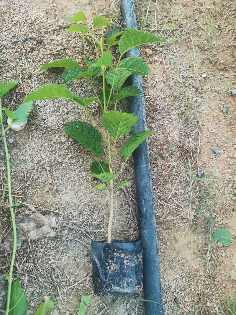 黄花少花风铃木黄花少花风铃木