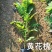 黄花槐(小苗)自产自销