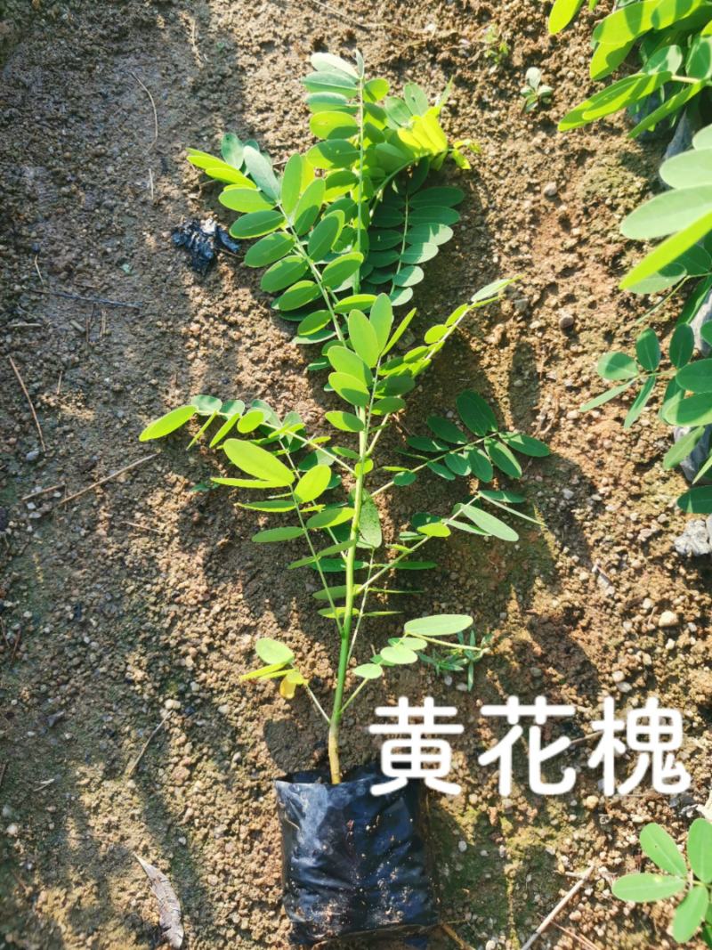 黄花槐(小苗)自产自销