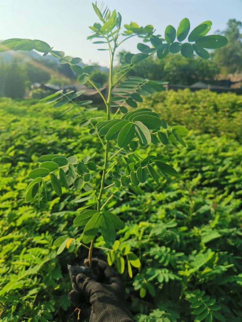 黄花槐(小苗)自产自销