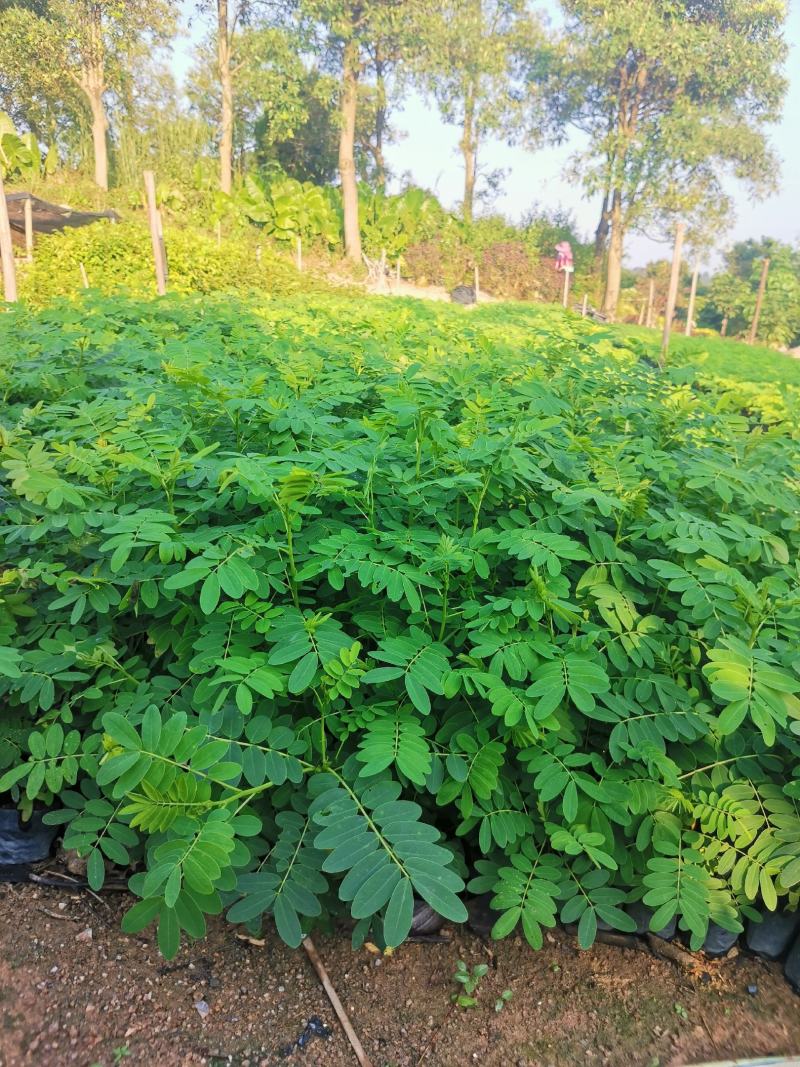 黄花槐(小苗)自产自销