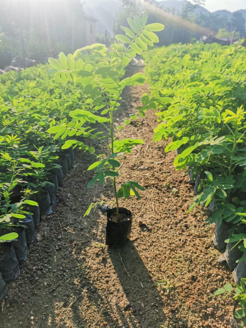 黄花槐(小苗)自产自销