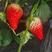 绛县草莓20~50克章姬，红颜，凤冠，太空现摘现发