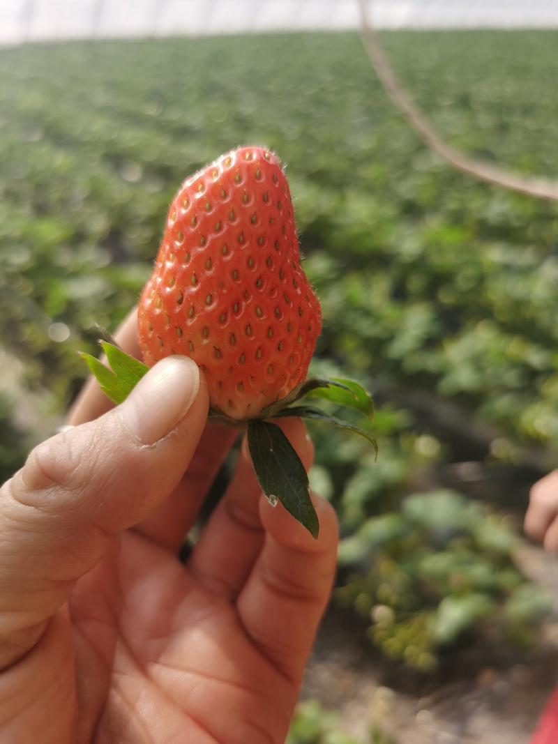 绛县草莓20~50克章姬，红颜，凤冠，太空现摘现发