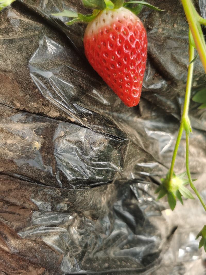 绛县草莓20~50克章姬，红颜，凤冠，太空现摘现发