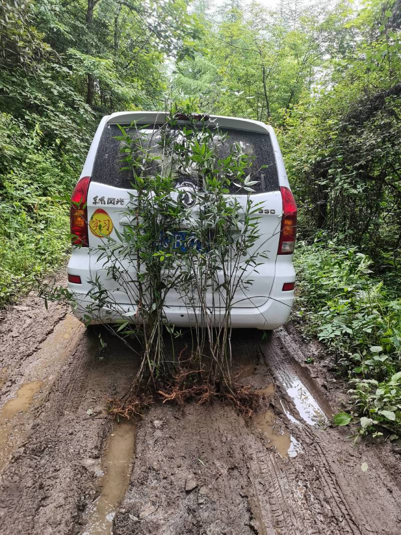 恩施高山山胡椒木姜子原生苗，香味浓郁，持久留香