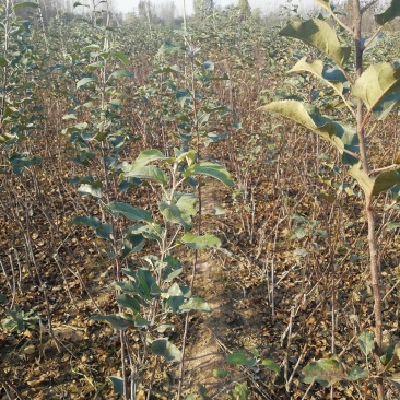 花牛苹果树苗大量供应优质苹果树苗批发优质苹果苗