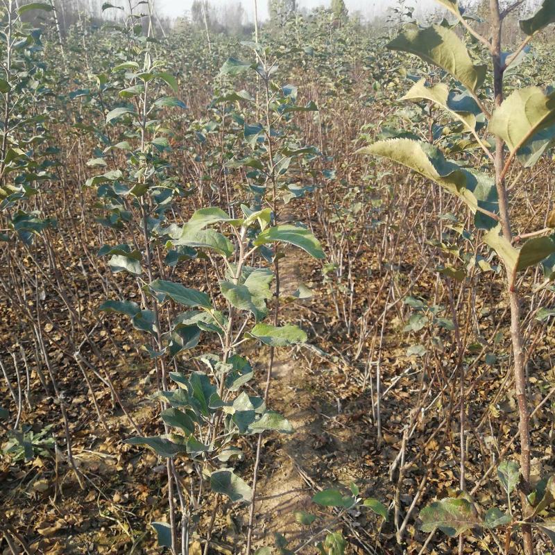 花牛苹果树苗大量供应优质苹果树苗批发优质苹果苗