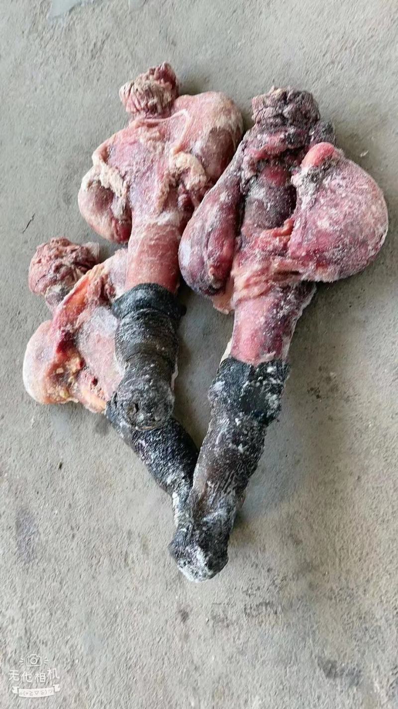 驴肉驴鞭带宝鞭单鞭独立装精修去油支持发全国