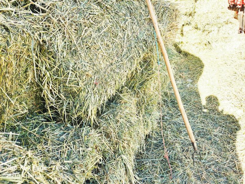 燕麦草出售