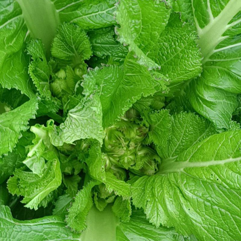 儿菜儿菜几亩地的卖完收工