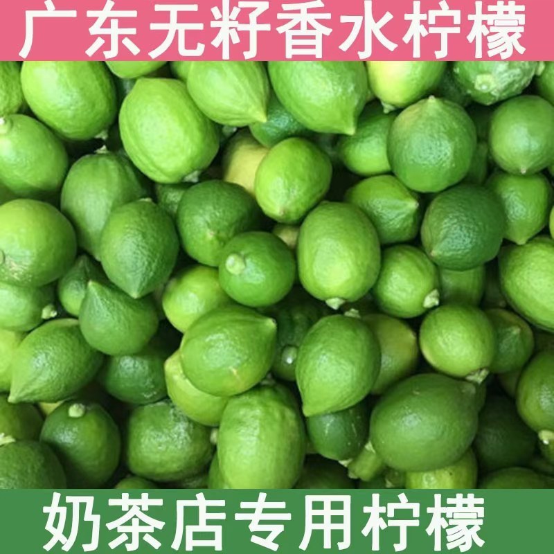 四季香水柠檬苗广东香水柠檬苗奶茶店果嫁接苗种植当年结果