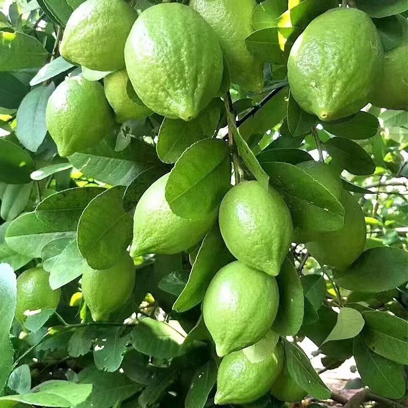 四季香水柠檬苗广东香水柠檬苗奶茶店果嫁接苗种植当年结果