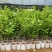 四季香水柠檬苗广东香水柠檬苗奶茶店果嫁接苗种植当年结果