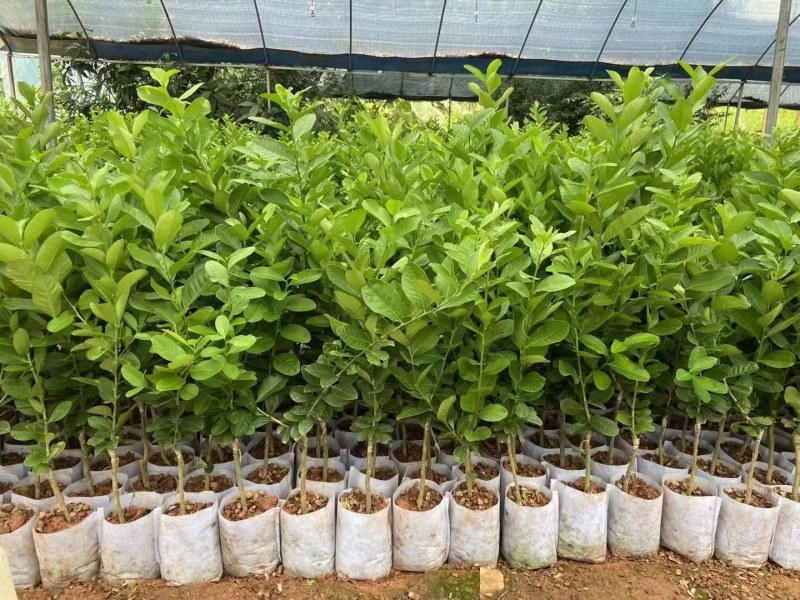 四季香水柠檬苗广东香水柠檬苗奶茶店果嫁接苗种植当年结果