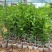 四季香水柠檬苗广东香水柠檬苗奶茶店果嫁接苗种植当年结果