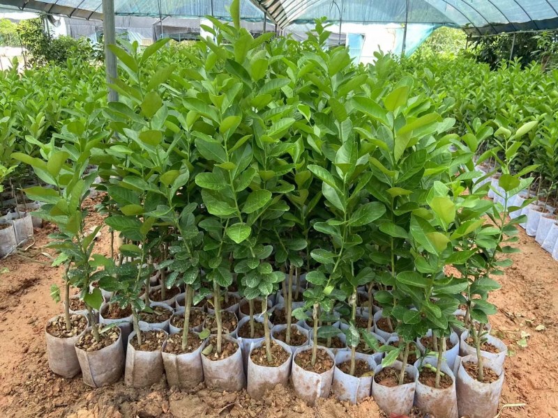 四季香水柠檬苗广东香水柠檬苗奶茶店果嫁接苗种植当年结果