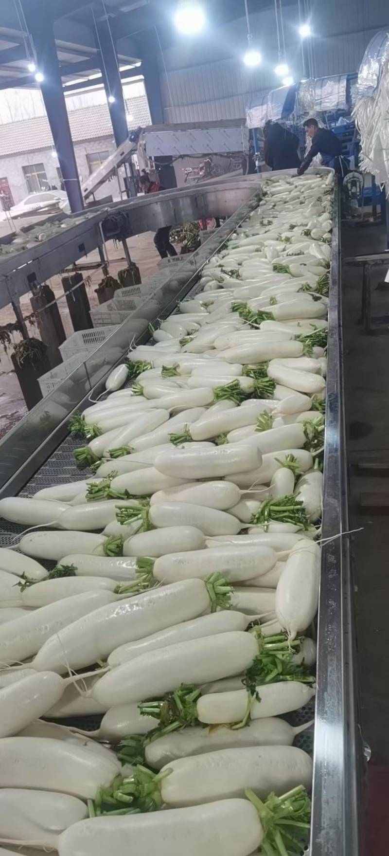 湖北优质白萝卜，基地直销，提供打冷，保质保量，全国发货