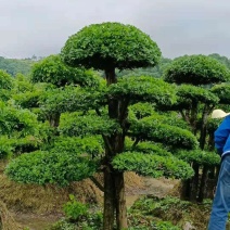 小叶女贞造型农户自产自销移栽苗