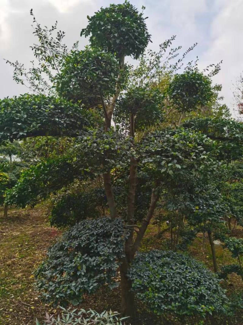 小叶女贞造型农户自产自销移栽苗