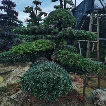 罗汉松造型