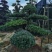 罗汉松造型
