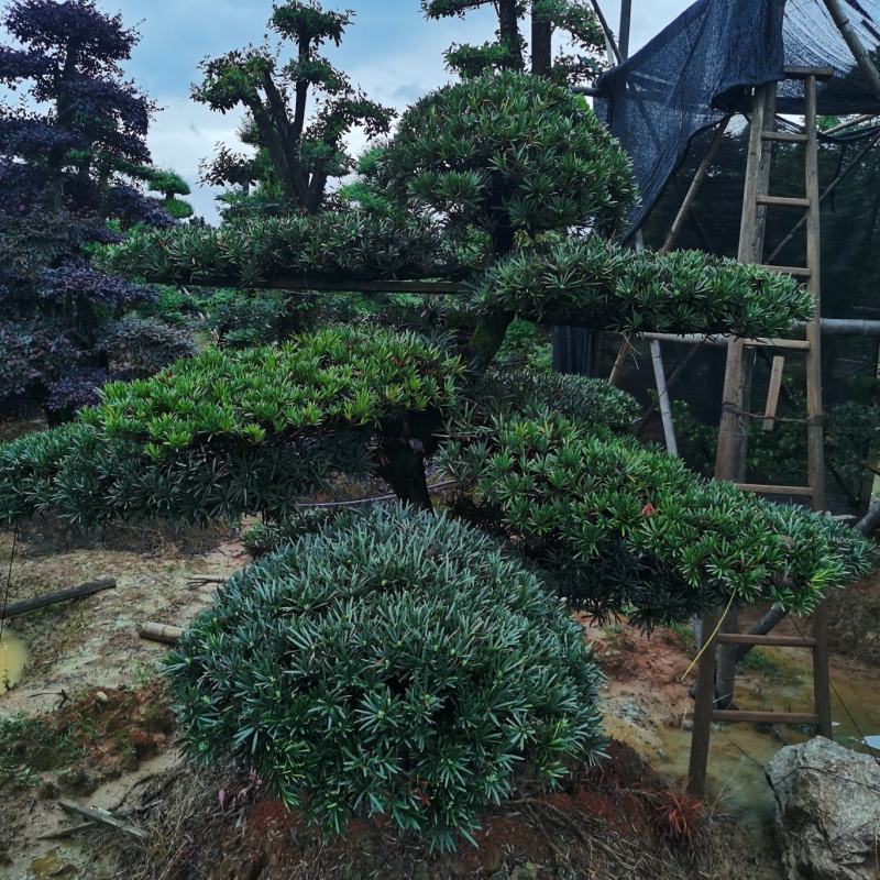 罗汉松造型