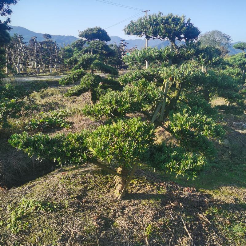 罗汉松造型