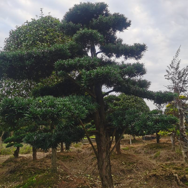 罗汉松造型