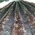 福建大球盖菇菌种每亩600袋产6000-1万斤