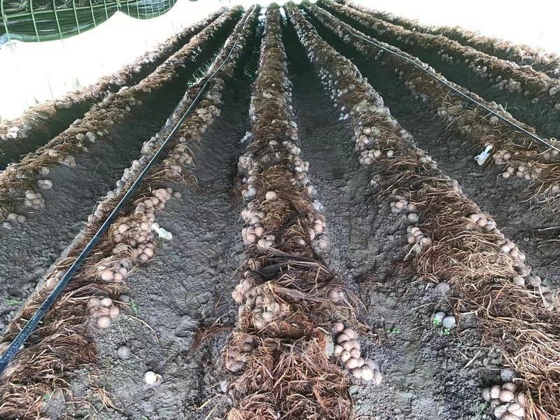 福建大球盖菇菌种每亩600袋产6000-1万斤